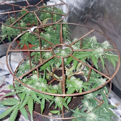 Gorilla Glue Auto growlog timeline photo