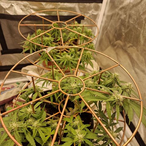 Gorilla Glue Auto growlog timeline photo