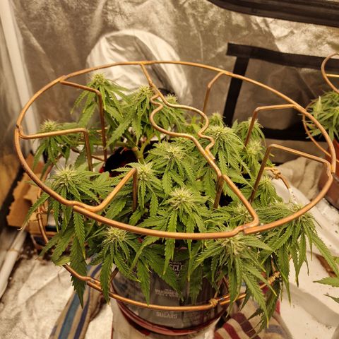 Auto White Prussian growlog timeline photo