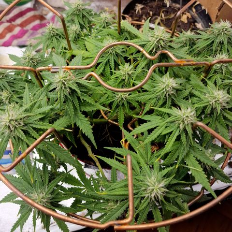 Auto White Prussian growlog timeline photo