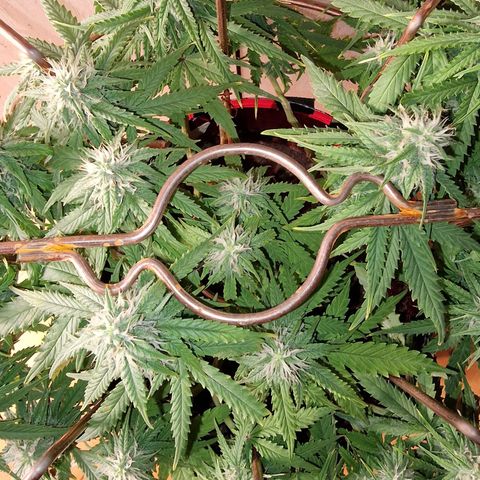 Auto White Prussian growlog timeline photo