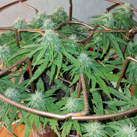 Auto White Prussian growlog timeline photo