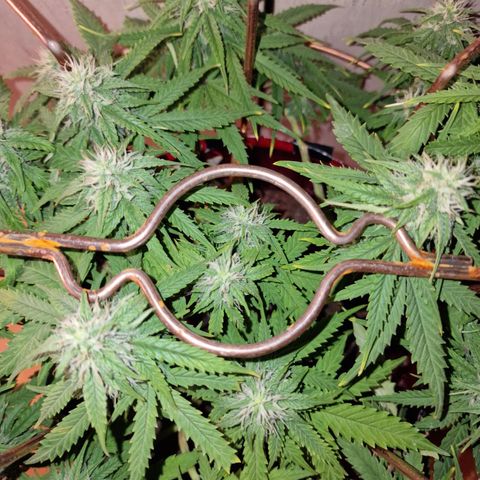 Auto White Prussian growlog timeline photo