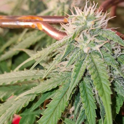 Auto White Prussian growlog timeline photo