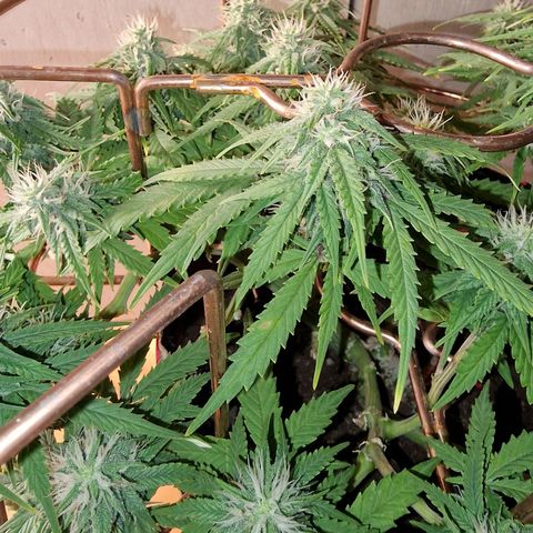 Auto White Prussian growlog timeline photo