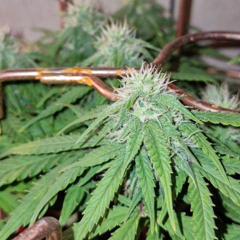 Auto White Prussian growlog timeline photo