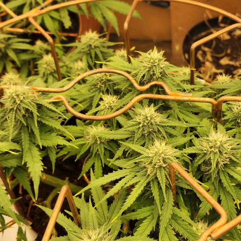 Auto White Prussian growlog timeline photo