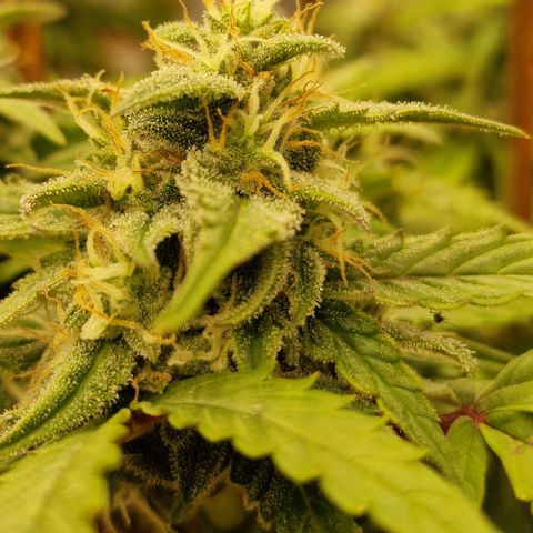 Gorilla Glue Auto growlog timeline photo