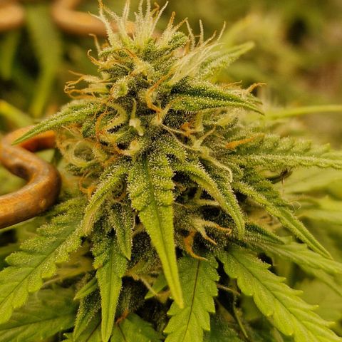 Auto White Prussian growlog timeline photo