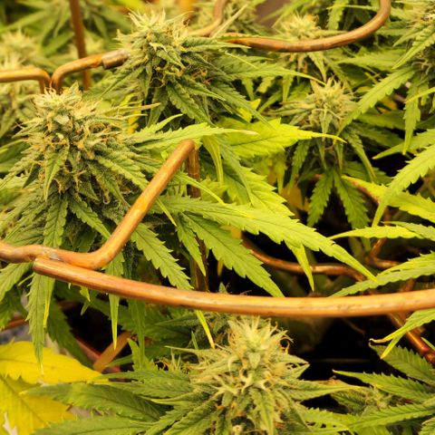 Auto White Prussian growlog timeline photo