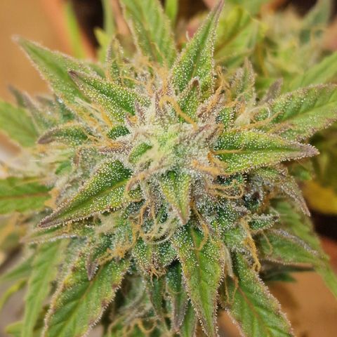 Gorilla Glue Auto growlog timeline photo