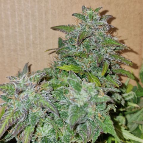 Gorilla Glue Auto growlog timeline photo