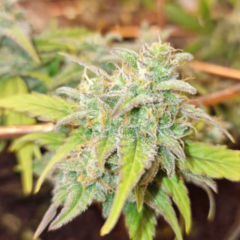 Gorilla Glue Auto growlog timeline photo