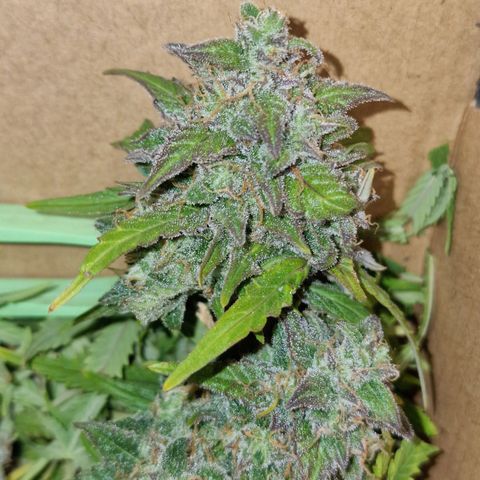 Gorilla Glue Auto growlog timeline photo