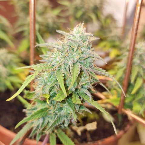 Gorilla Glue Auto growlog timeline photo