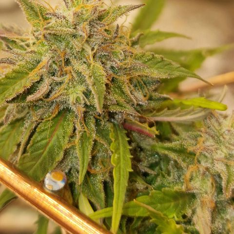 Gorilla Glue Auto growlog timeline photo