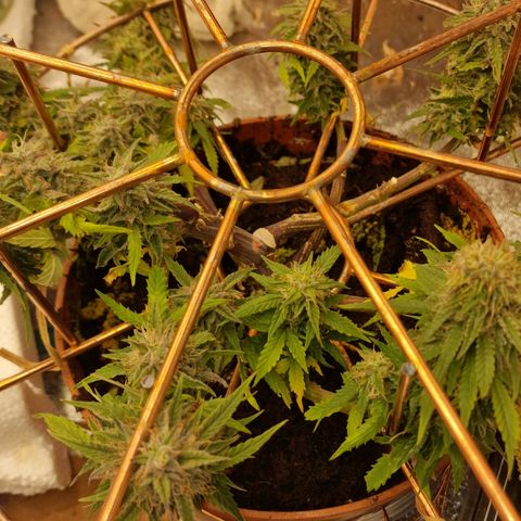 Gorilla Glue Auto growlog timeline photo