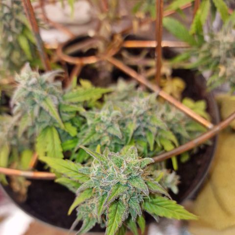 Gorilla Glue Auto growlog timeline photo