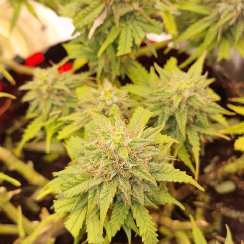 Auto White Prussian growlog timeline photo