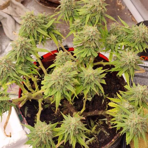 Auto White Prussian growlog timeline photo
