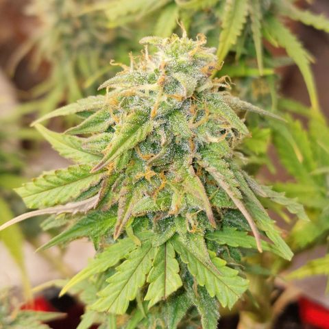 Auto White Prussian growlog timeline photo