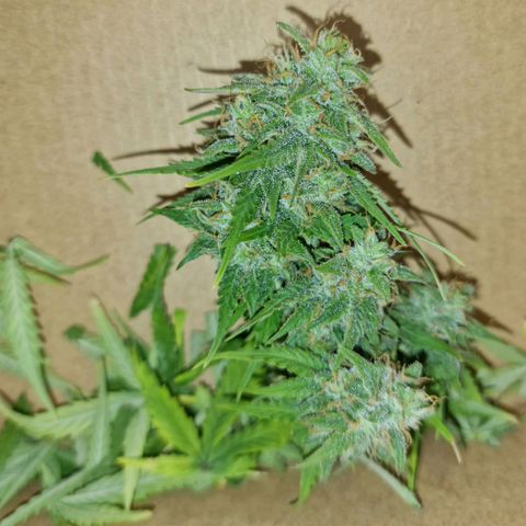 Auto White Prussian growlog timeline photo