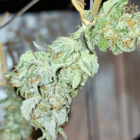 Gorilla Glue Auto growlog timeline photo