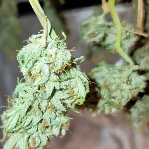 Auto White Prussian growlog timeline photo