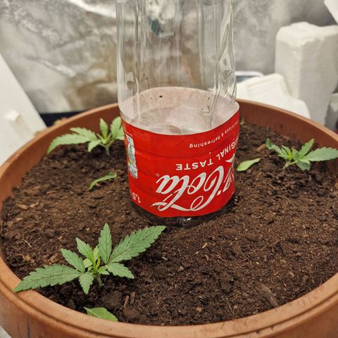 Kong 47 growlog timeline photo