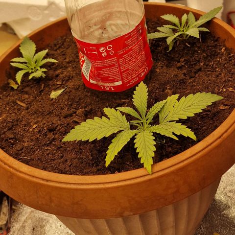 Kong 47 growlog timeline photo