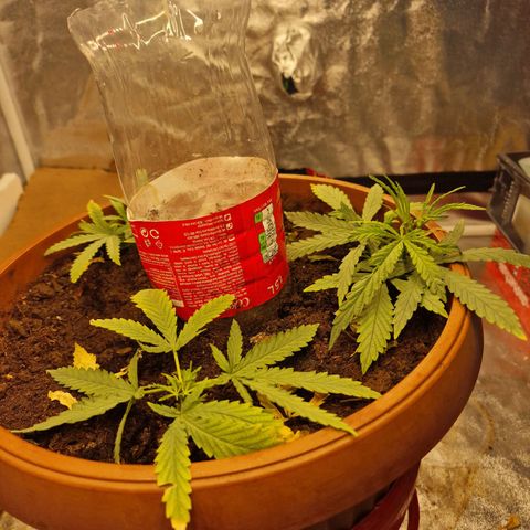 Kong 47 growlog timeline photo