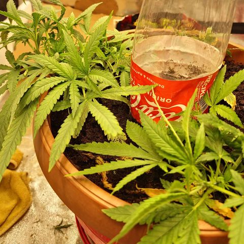 Kong 47 growlog timeline photo