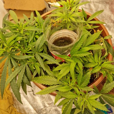 Kong 47 growlog timeline photo