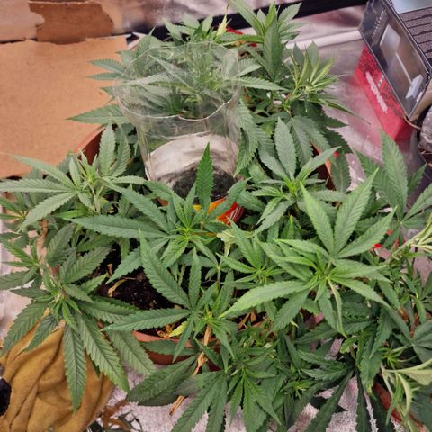 Kong 47 growlog timeline photo