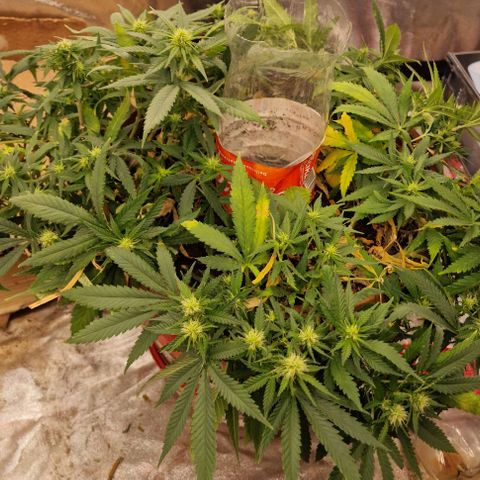 Kong 47 growlog timeline photo