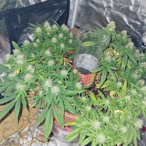 Kong 47 growlog timeline photo