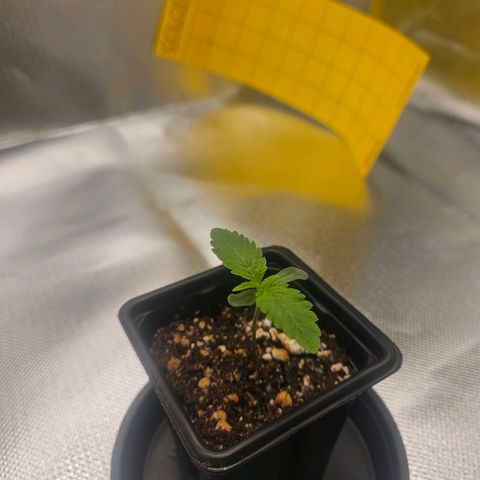 Gorilla Glue growlog photo: Início da Vega
