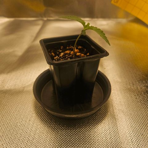 Gorilla Glue growlog photo: Esta caindo