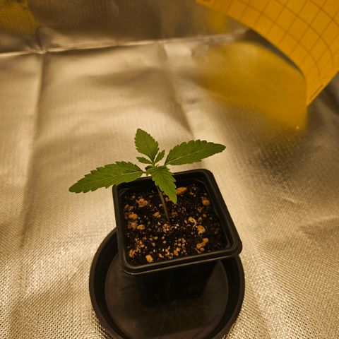 Gorilla Glue growlog photo: Crescimento expressivo e grande melhora na inclinação.  Terceiro e quarto par se folhas começa a surgir. Em breve transplante para 800ml. 