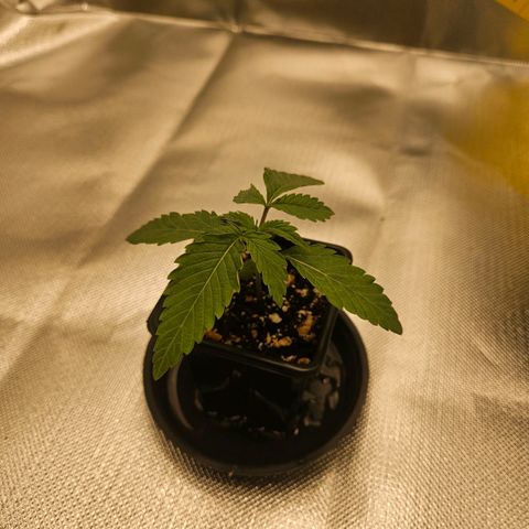 Gorilla Glue growlog photo: Folhas ligeiramente caídas 