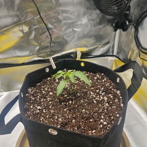 Gorilla Glue growlog photo: Dia de transplante (240ml > 19L)