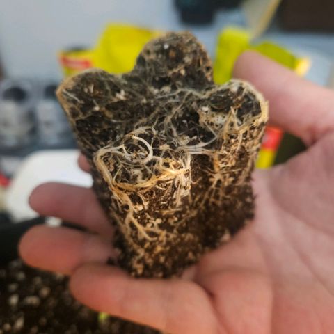 Gorilla Glue growlog photo: Dia de transplante (240ml > 19L)