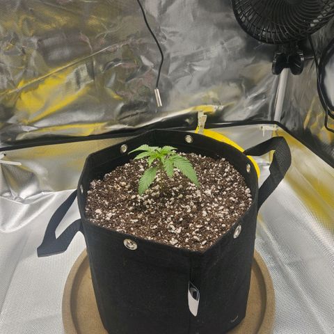 Gorilla Glue growlog photo: Transplante bem sucedido.  As folhas nao estão mais ligeiramente caídas.  Nada para fazer hoje. 