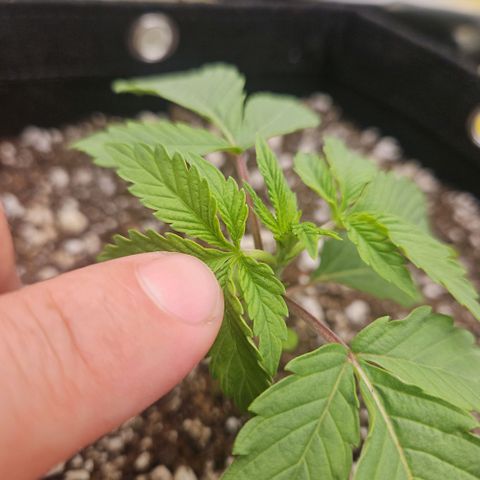 Gorilla Glue growlog photo: Quarto nó surgiu