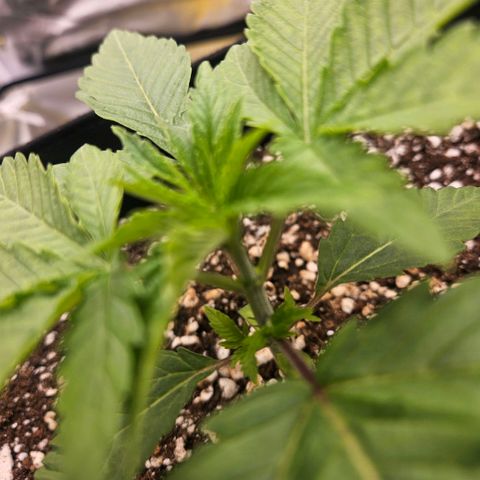 Gorilla Glue growlog photo: Crescimento considerável nos últimos dias. Quinto nó surgiu. Esperar 1 - 2 dias para fazer a poda top.
