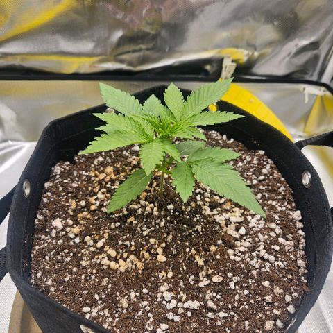 Gorilla Glue growlog photo: Crescimento considerável nos últimos dias. Quinto nó surgiu. Esperar 1 - 2 dias para fazer a poda top.