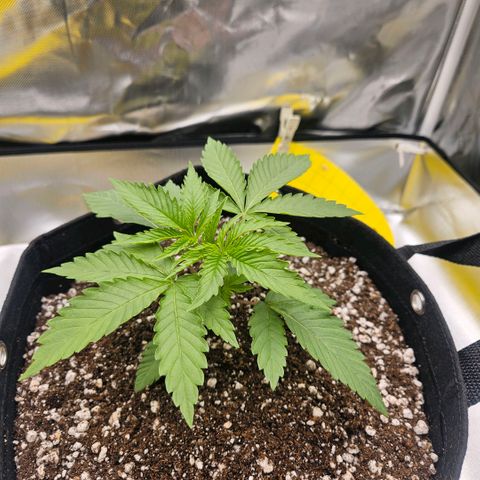 Gorilla Glue growlog photo: Poda top no quinto nó