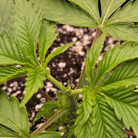 Gorilla Glue growlog photo: Poda top no quinto nó