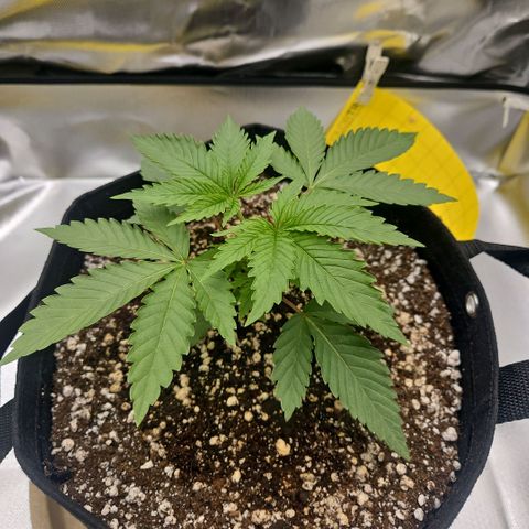 Gorilla Glue growlog photo: Crescimento vigoroso logo após a poda top. Só olhei hoje. Esperar mais 2 dias para começar lst. 
