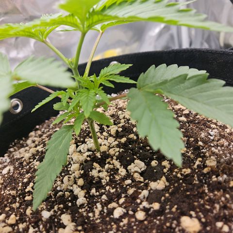 Gorilla Glue growlog photo: Crescimento vigoroso logo após a poda top. Só olhei hoje. Esperar mais 2 dias para começar lst. 